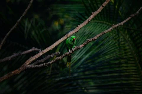 Parrot Stock Photos