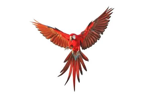 Parrot Foto stock