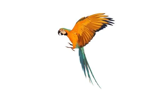 Parrot Stock Photos