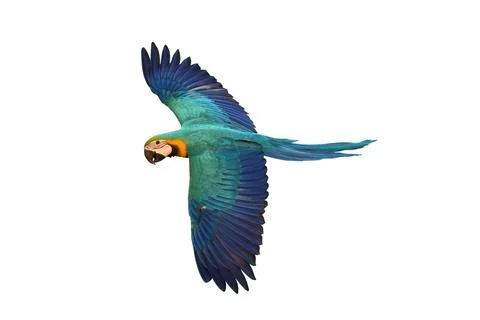 Parrot Stock Photos