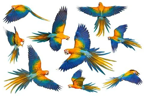 Parrot Foto stock