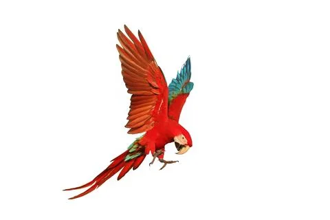 Parrot Foto stock