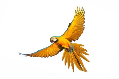 Parrot Stock-Fotos