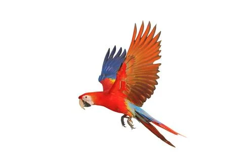 Parrot Stock Photos