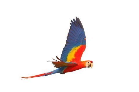 Parrot Foto stock