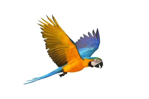 Parrot Stock Photos
