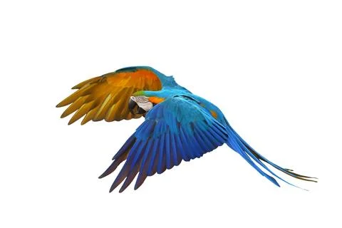 Parrot Stock Photos
