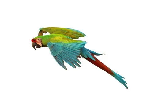 Parrot Stock Photos