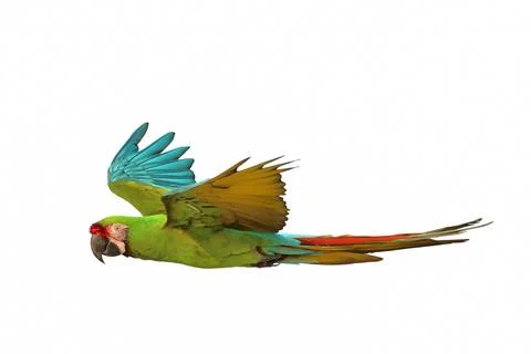 Parrot Foto stock