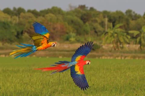 Parrot Stock Photos