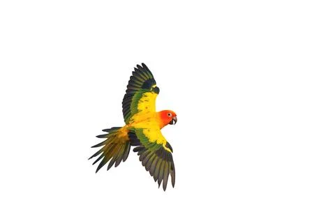 Parrot Stock Photos