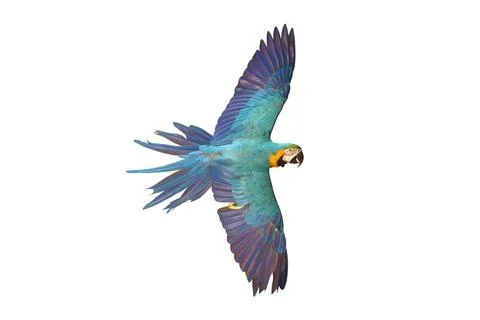 Parrot Stock Photos