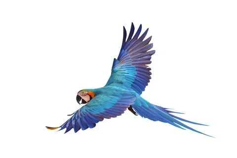 Parrot Stock Photos