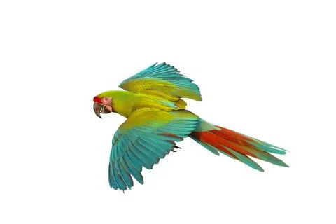 Parrot Stock-Fotos