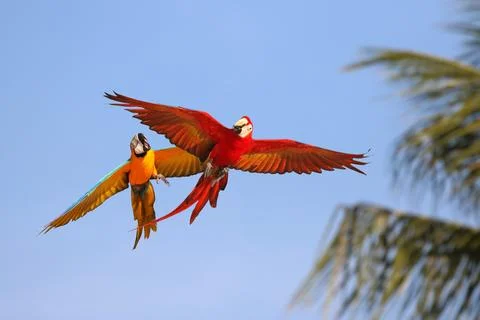 Parrot Foto stock