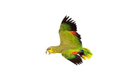Parrot Stock Photos