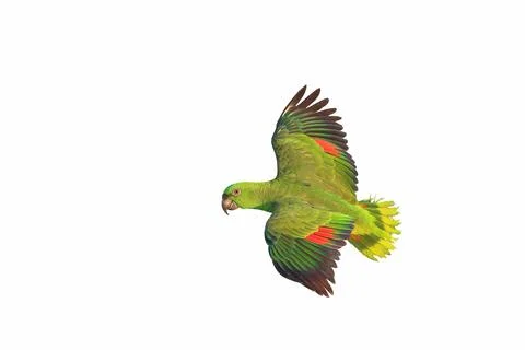 Parrot Stock Photos