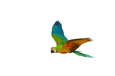 Parrot Stock Photos