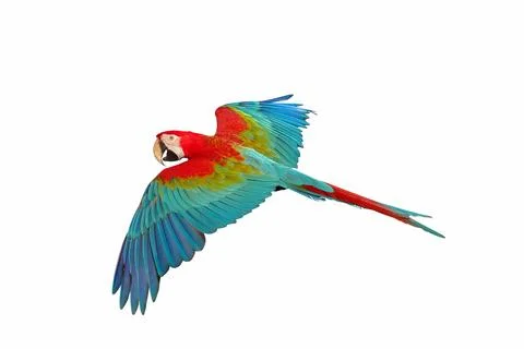 Parrot Stock Photos