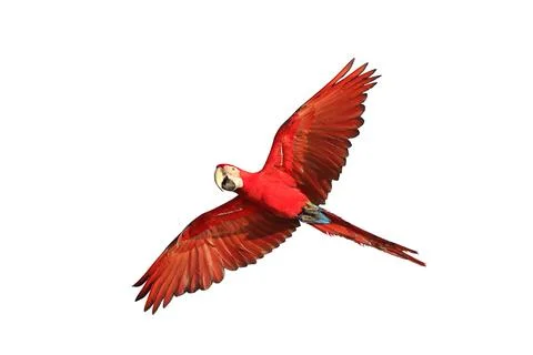 Parrot Foto stock