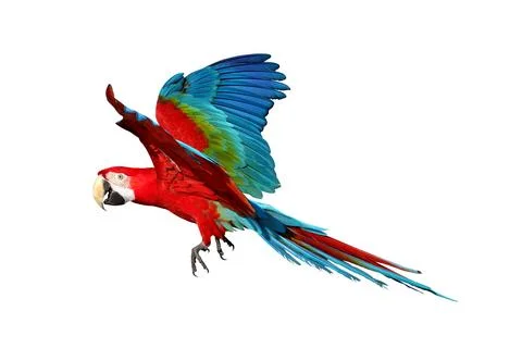 Parrot Stock Photos
