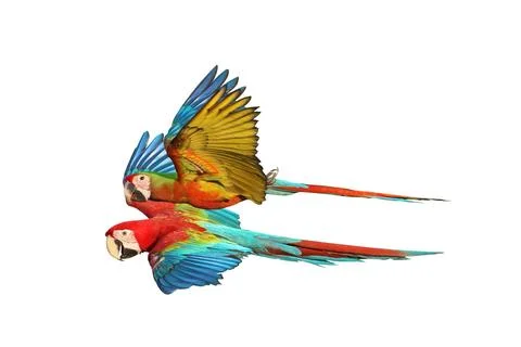 Parrot Stock Photos