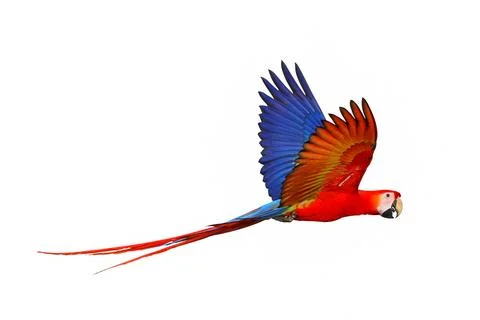 Parrot Foto stock