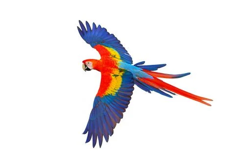 Parrot Foto stock