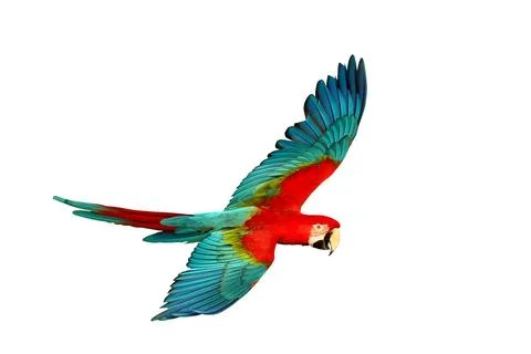 Parrot Foto stock