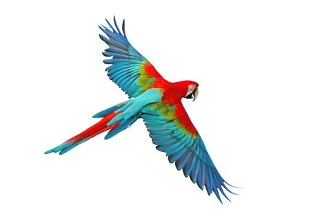 Parrot Foto stock