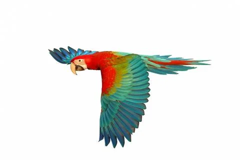 Parrot Stock Photos
