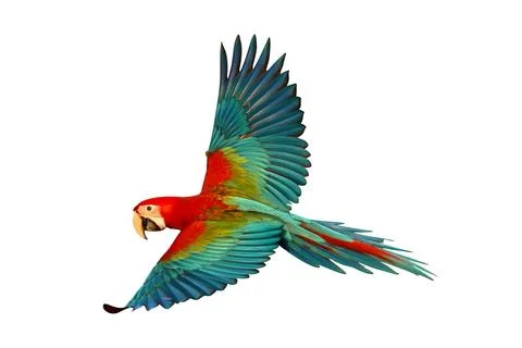 Parrot Foto stock