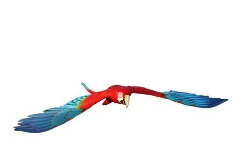 Parrot Stock Photos