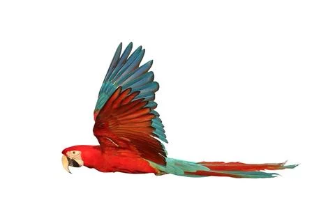 Parrot Foto stock