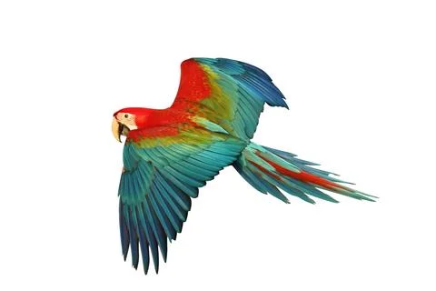 Parrot Foto stock