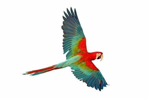 Parrot Foto stock