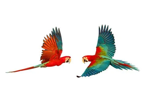 Parrot Foto stock