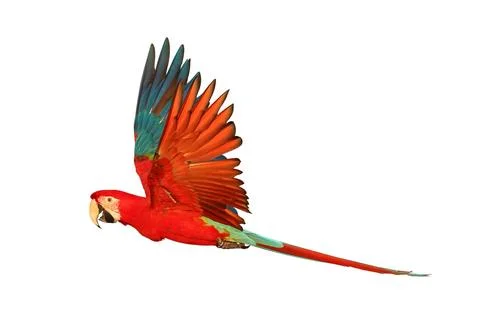 Parrot Stock Photos