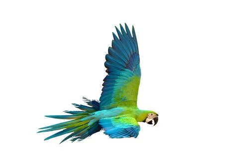 Parrot Stock Photos