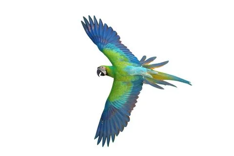 Parrot Stock Photos