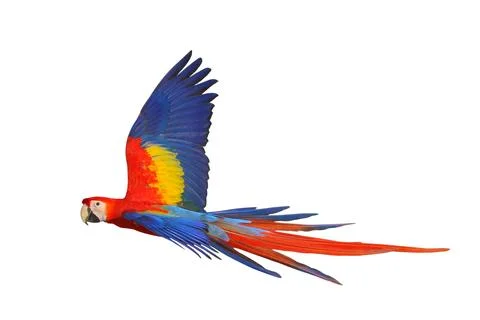 Parrot Stock Photos