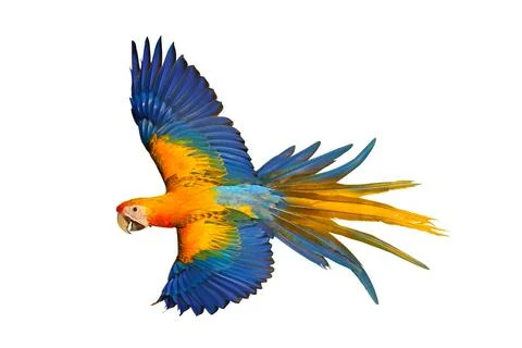 Parrot Stock Photos