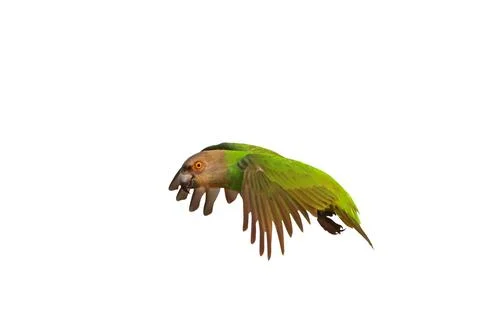 Parrot Foto stock