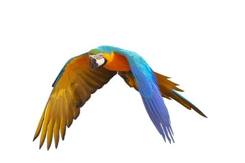 Parrot Foto stock