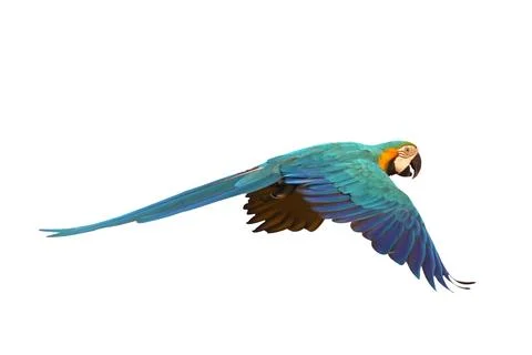 Parrot Stock Photos