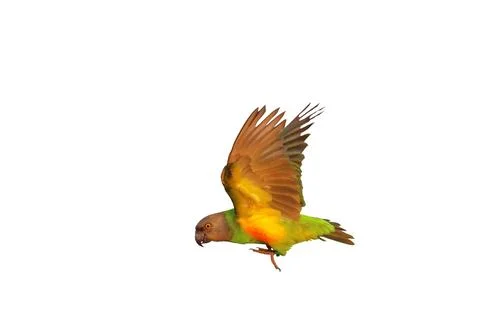 Parrot Stock Photos
