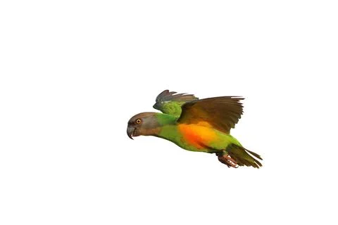 Parrot Foto stock