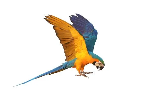 Parrot Stock Photos