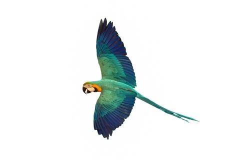Parrot Foto stock