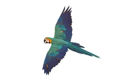 Parrot Stock Photos
